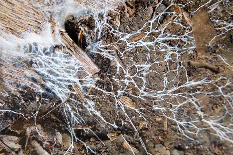 Close up of a white beneficial fungus spreading across the soil.