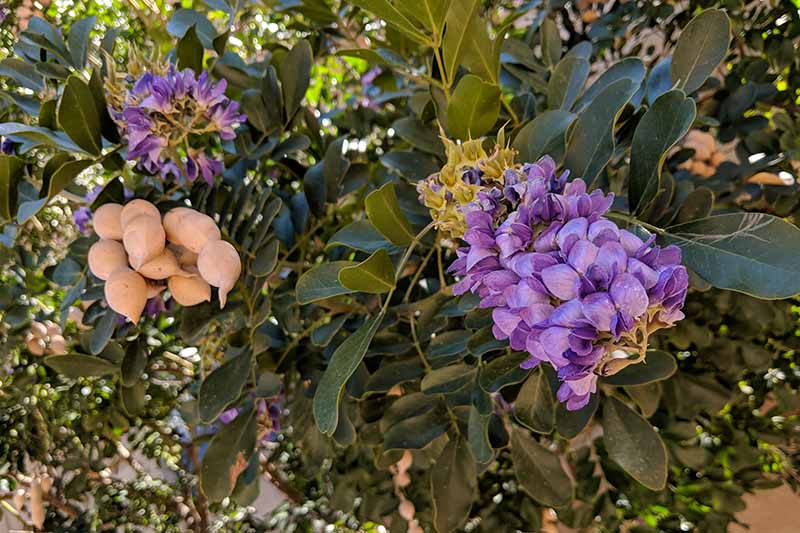 A close up of a Texas mountain laurel shrub with purple flowers and developing seed pods in light sunshine, fading to soft focus in the background.