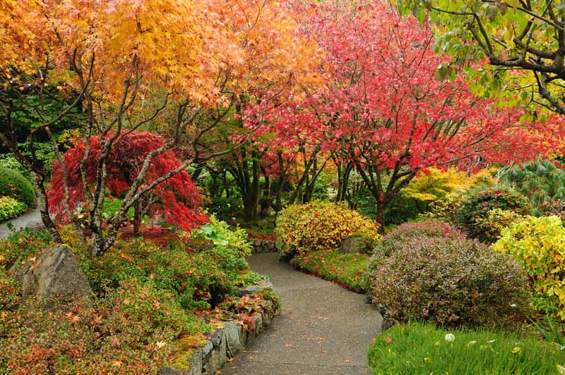 A Japanese style garden in the autumn showing off bright orange, red, and yellow fall colors.