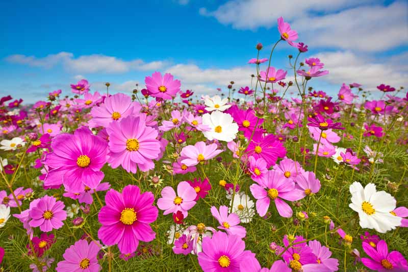 A horizontal image of pink and white cosmos flowers growing in a wildflower meadow with blue sky in the background.