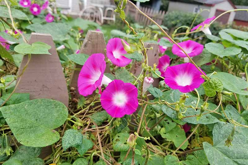 A close up of bicolored pink and white morning glory flowers growing up a wooden fence.