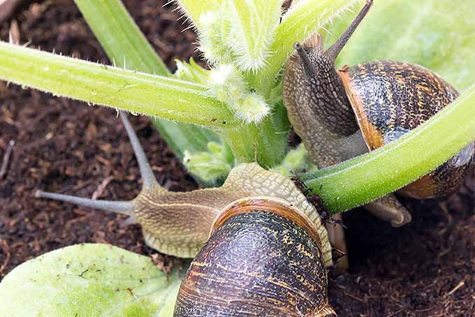 Get rid of snails with beer, salt, and other nontoxic household items. | GardenersPath.com