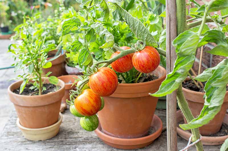 The Best 11 Vegetables to Grow in Pots and Containers