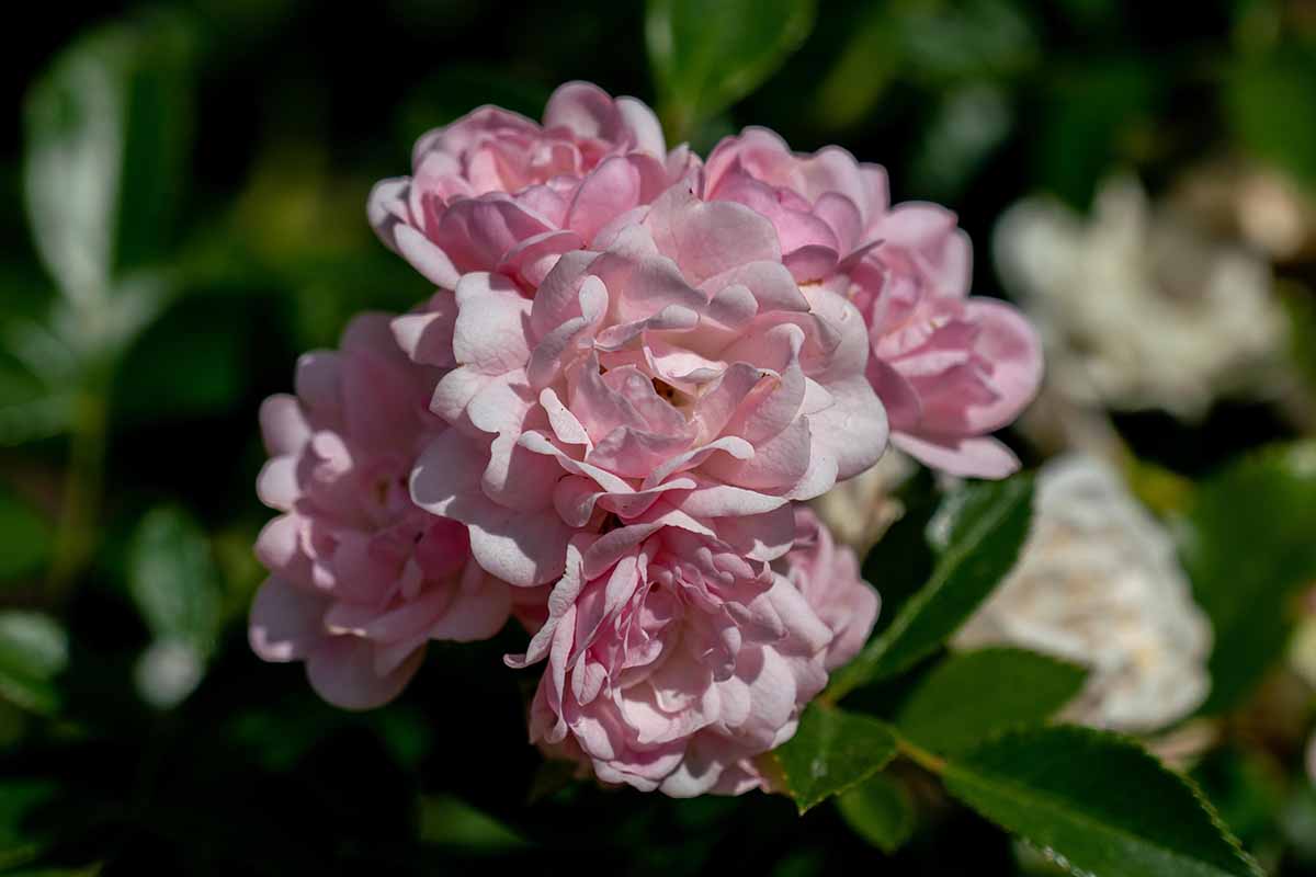 A close up horizontal image of 'The Fairy' roses growing in the garden pictured on a soft focus background.
