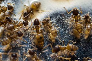 A group of Solenopsis molesta. The insects are feeding on a greasy substance on a soft focus background.