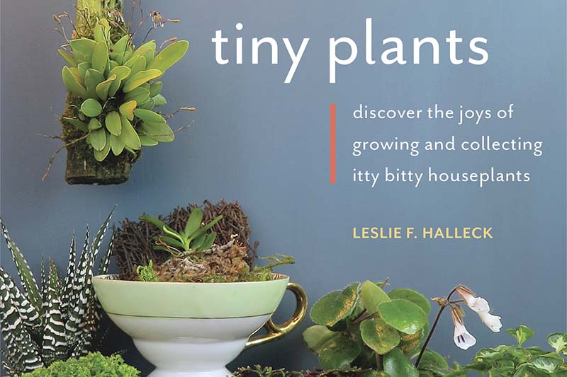 A close up horizontal image of part of the cover of the book "Tiny Plants" by Leslie F. Halleck.