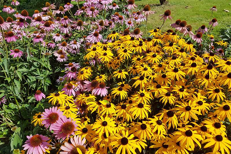 A close up horizontal image of a garden border planted with native black-eyed Susans and coneflowers pictured in bright sunshine.