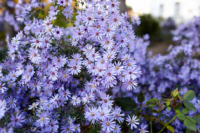 A close up horizontal image of light blue perennial asters growing in the garden pictured on a soft focus background.