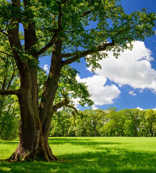 Mature shade tree in a manicured lawn with blue sky.