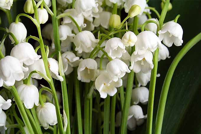 A bouquet of lilies of the valley are shown with their white flowers all facing down towards the ground. A single stem of C. majalis can hold several of the small, almost bell-shaped blossoms.