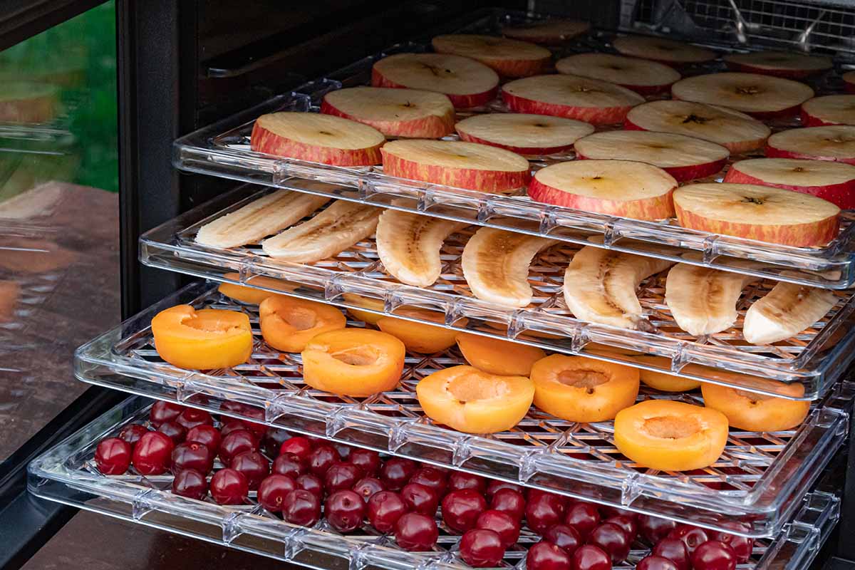 A close up horizontal image of trays of fruit in an electric dehydrator.