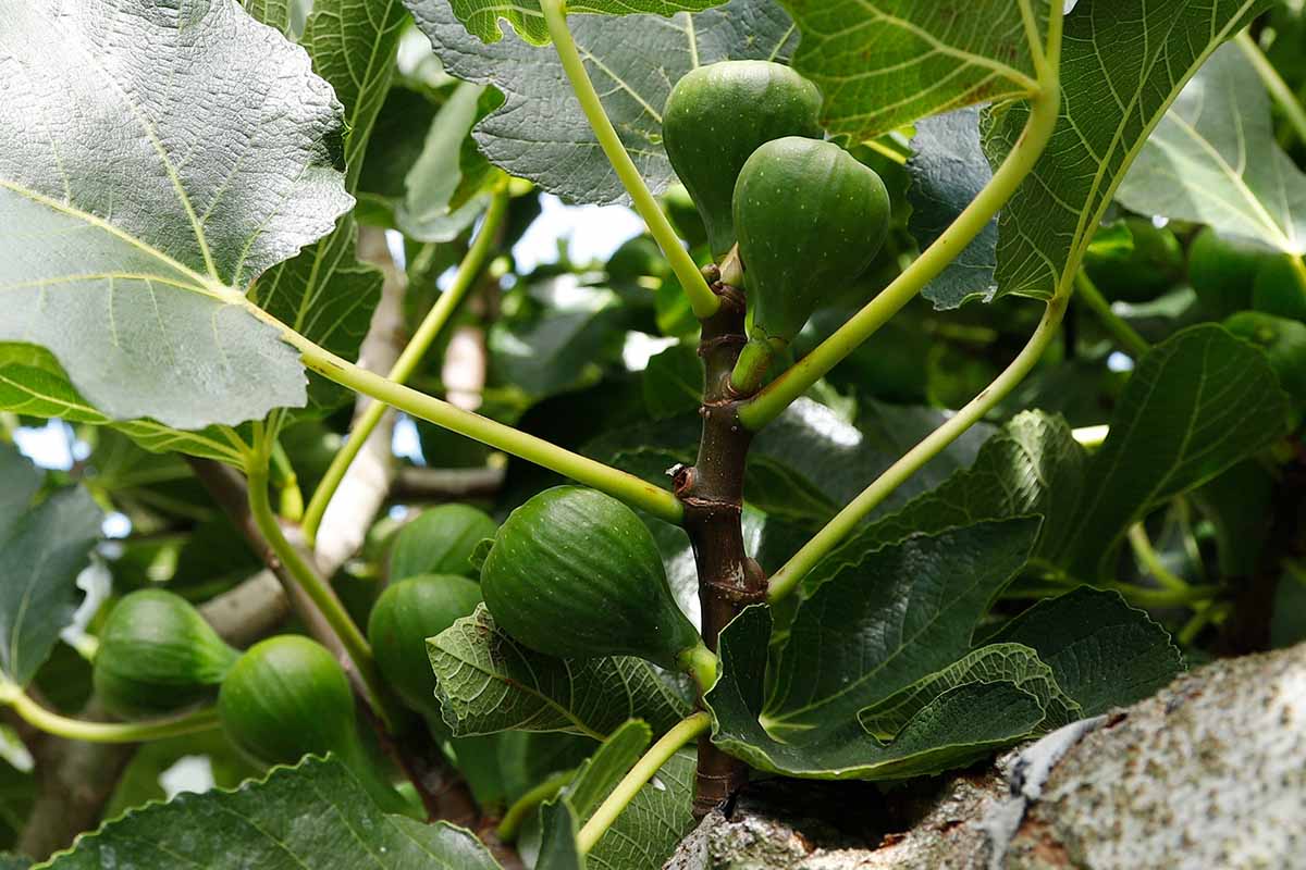A horizontal image of unripe figs growing in the garden.