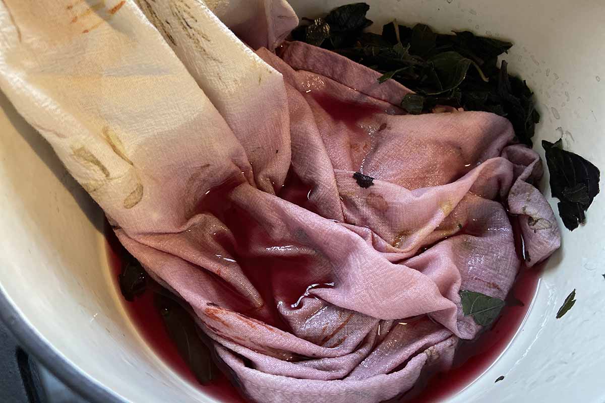 A close up horizontal image of a white cloth being colored with natural dye in a white bucket.