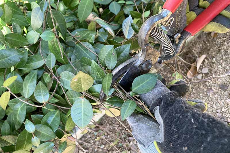 A close up of two hands wearing gardening gloves and holding red pruning shears, cutting a Trachelospermum asiaticum plant growing next to a pathway.