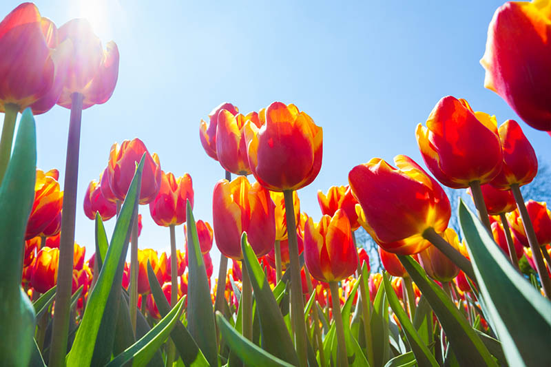 A close up of red and yellow tulips with green foliage pictured from below in bright sunshine with a blue sky background.