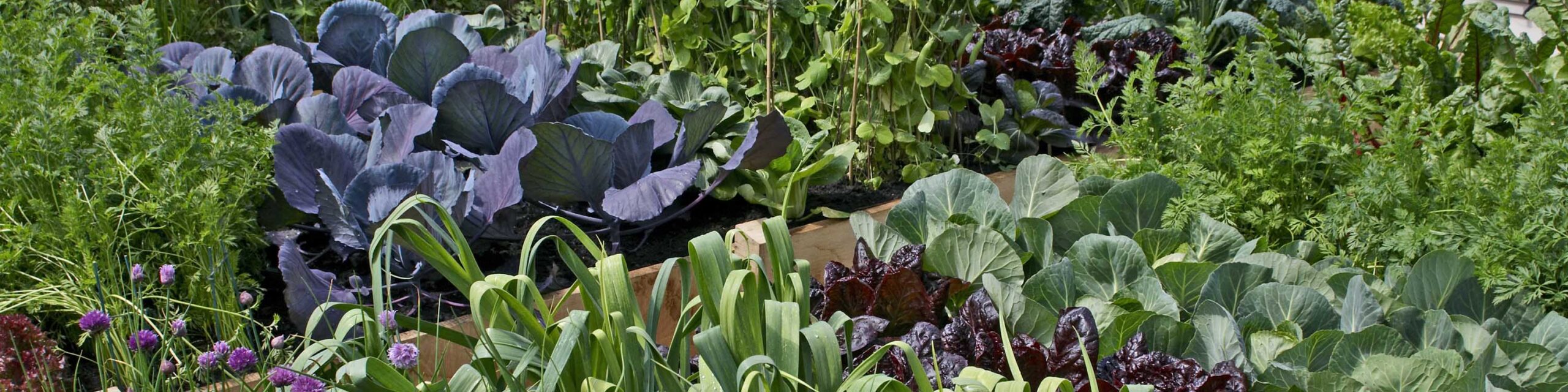 Cropped in of a raised bed garden featuring a plethora of vegetable plants.
