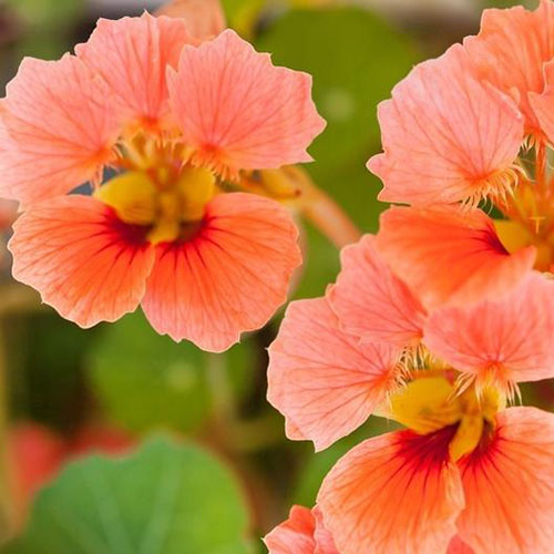 A close up of the salmon pink flowers of Tropaeolum 'Vesuvius' on a soft focus background.