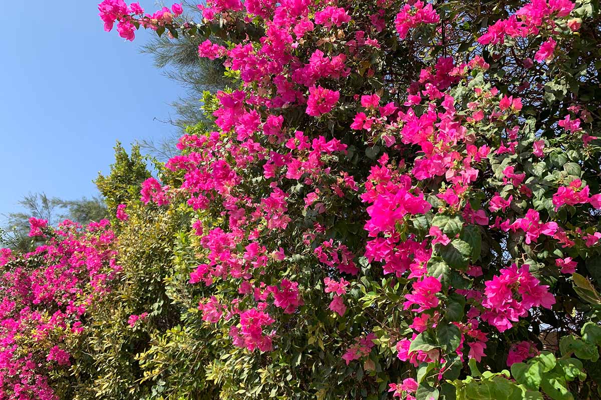 A close up horizontal image of bright pink bougainvillea flowers growing in the garden pictured on a blue sky background.