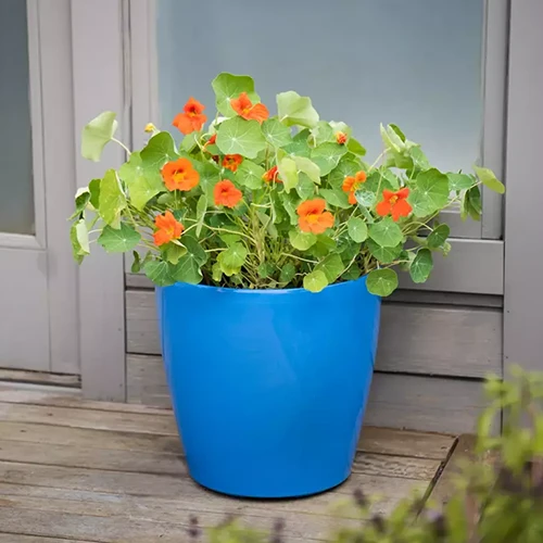 A close up square image of a blue self-watering planter with nasturtiums cascading over the side.
