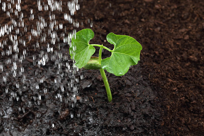 A close up of a young Phaseolus vulgaris plant in the garden, from the left of the frame is water droplets. In the background is soil in soft focus.