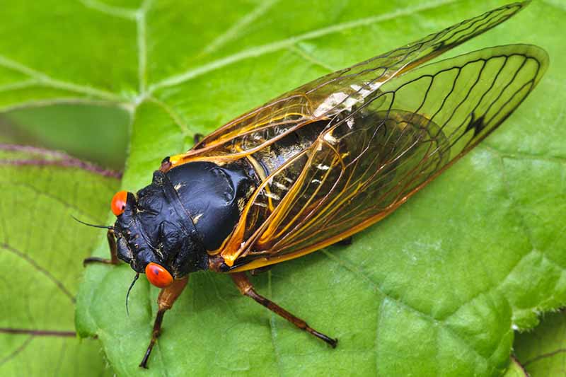 A close up horizontal image of a periodical cicada resting on a green leaf.