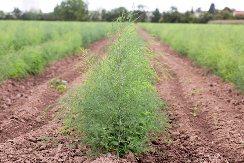 A horizontal image of an asparagus field with rows of ferns.