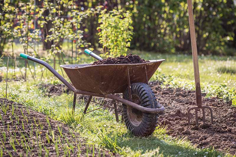 A close up horizontal image of a wheelbarrow with fresh compost in the garden, with a fork to the right of the frame, pictured in light sunshine.