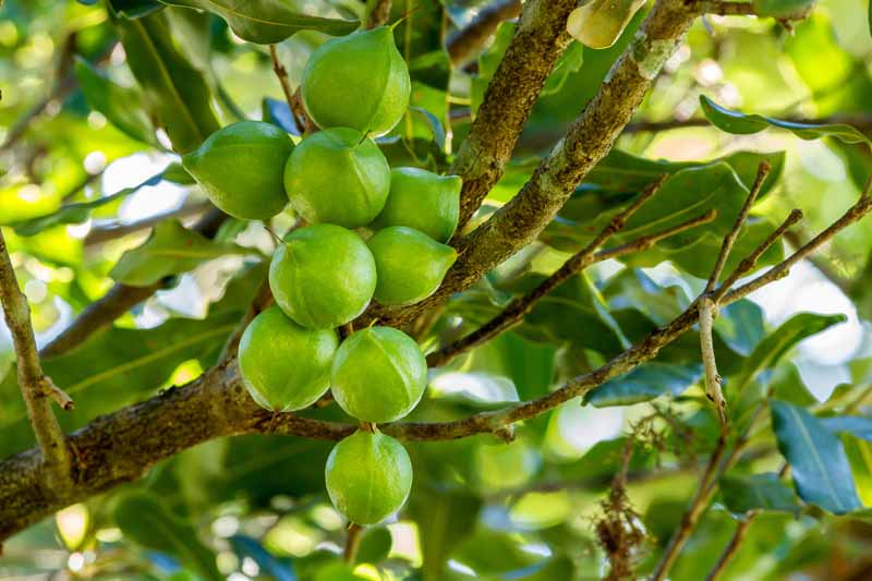 Green macadamia nuts on a tree branch.