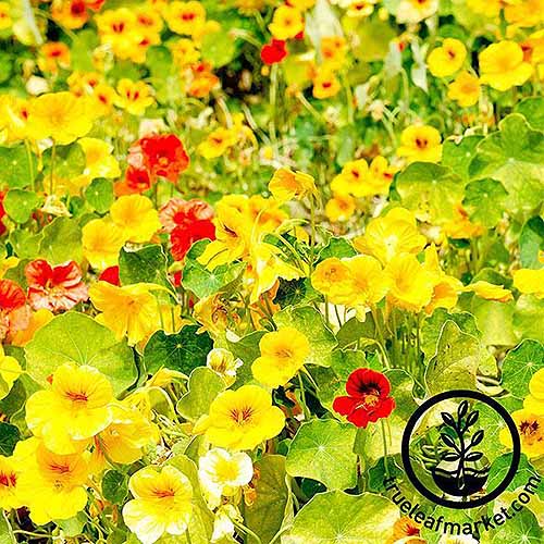 A close up of the bright yellow and red flowers of Tropaeolum 'Whirlybird' cultivar, growing in the garden in bright sunshine. To the bottom right of the frame is a black circular logo and text.