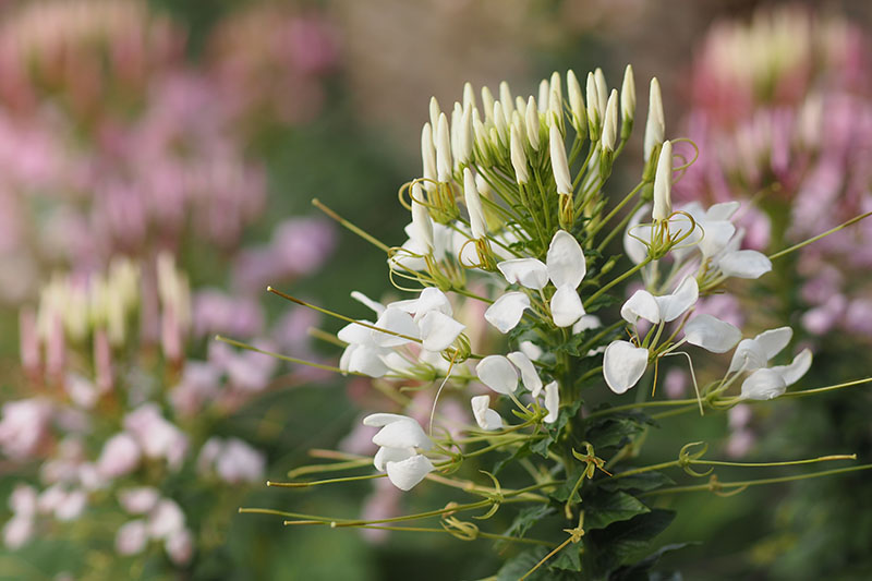 A close up of a white spider flower growing in the garden, pictured on a soft focus background.