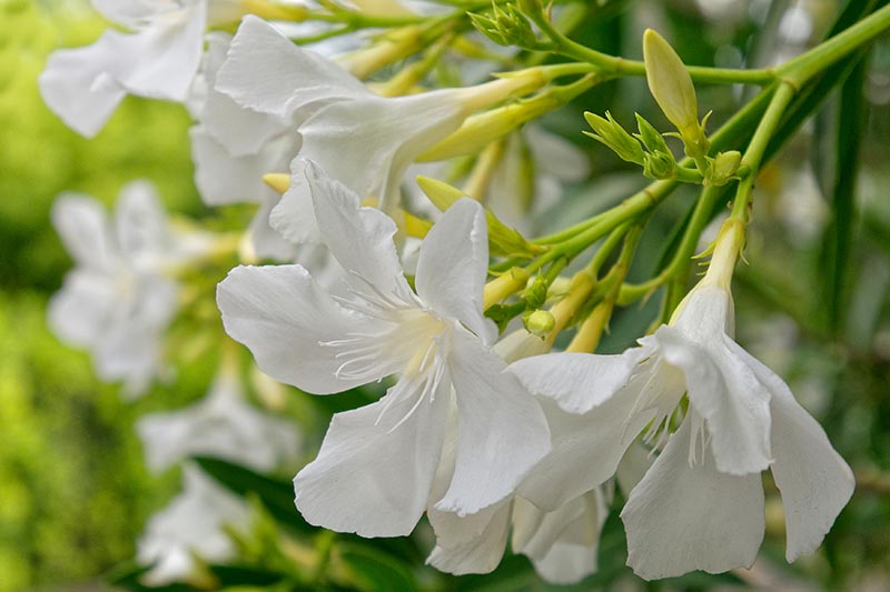 A close up horizontal image of delicate white oleander flowers growing in the garden pictured on a soft focus background.