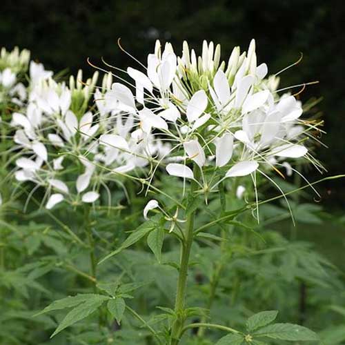 A close up of a white spider flower, C. hassleriana 'White Queen' growing in the garden, with dark green foliage, pictured on a soft focus background.