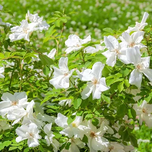 A square image of white 'Alba' rugosas growing in a sunny location in the garden.