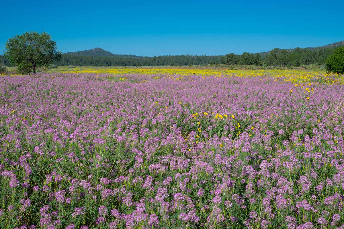 A horizontal image of a large swathe of rocky mountain bee plants (Cleomella serrulata) growign wild in a meadow pictured in bright sunshine on a blue sky background.
