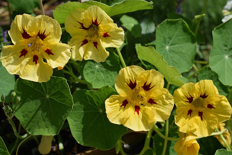 A close up of bright yellow and red flower of the Tropaeolum, pictured in bright sunshine, surrounded by green foliage on a soft focus background.
