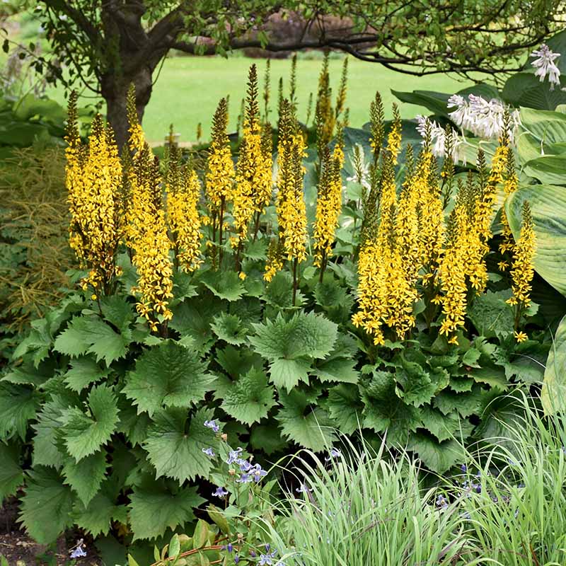 A square image of a border planted with 'Bottle Rocket' leopard plant.