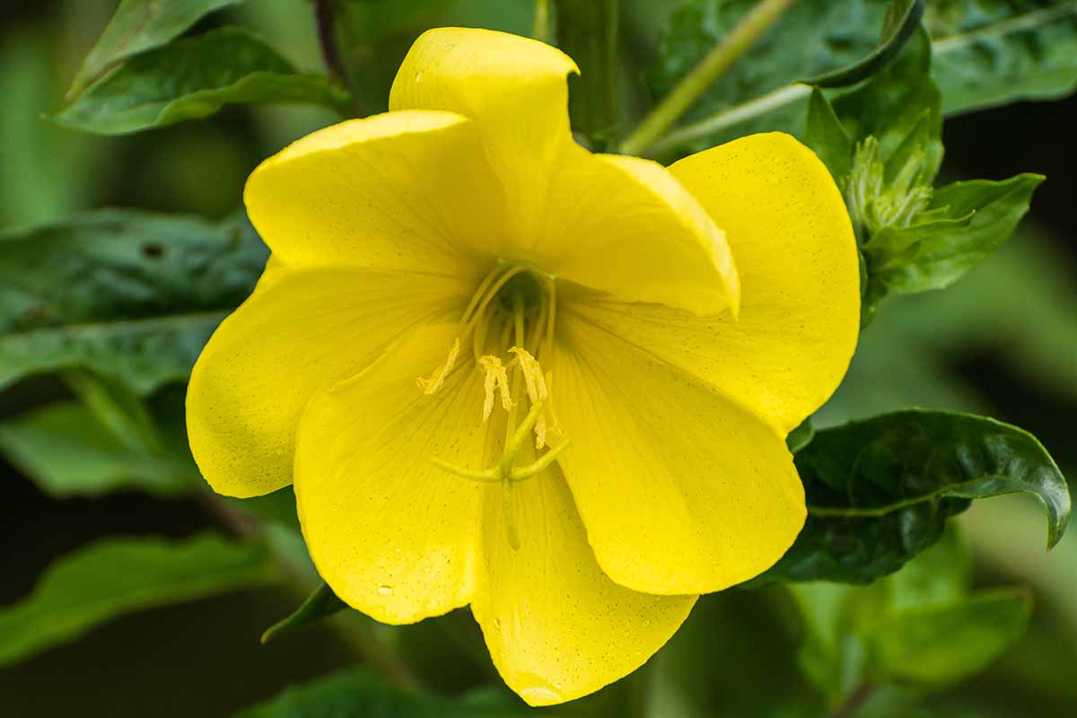 A close up horizontal image of yellow evening primrose flower growing in the garden pictured on a soft focus background.