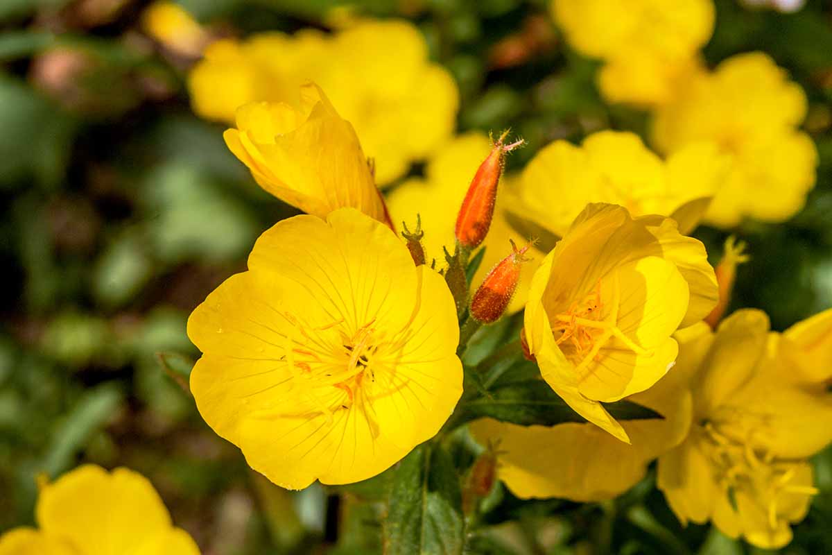 A close up horizontal image of yellow common evening primrose flowers growing in the garden pictured in bright sunshine on a soft focus background.