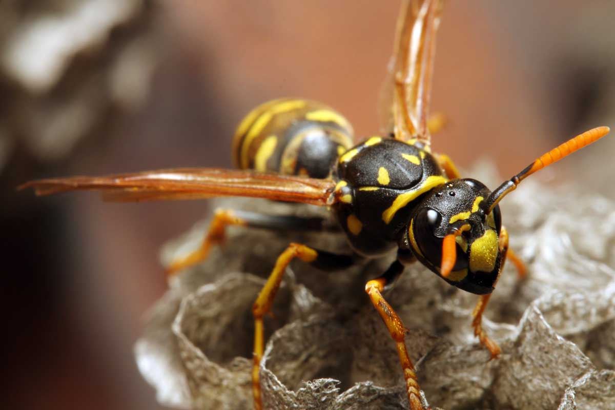 A close up horizontal image of a yellowjacket wasp looking at the camera, pictured on a soft focus background.
