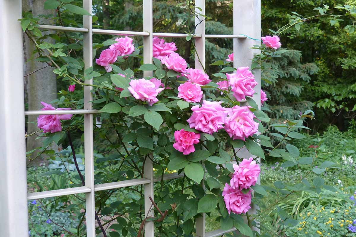 A close up horizontal image of 'Zephirine Drouhin' roses climbing up a trellis in the garden.