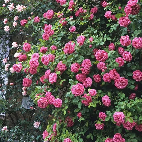 A square image of 'Zephirine Drouhin' climbing roses in full bloom in the garden.